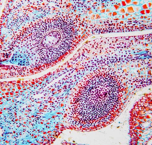 Messungen der Ausgangsstellung eines Nanodrucksensors für biologische Anwendungen