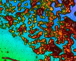 The effect of salt deposition on the performance of floating PVs