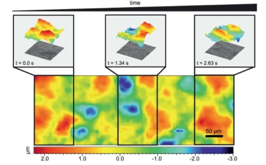 Fast topographic optical imaging using encoded search focal scan