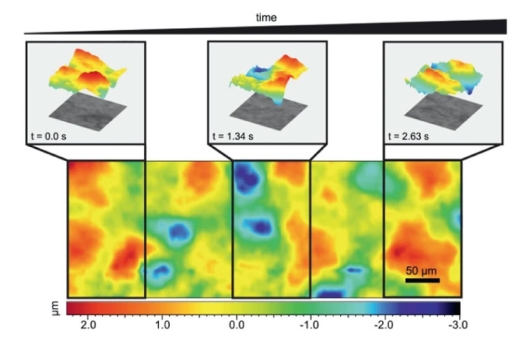 Fast topographic optical imaging using encoded search focal scan